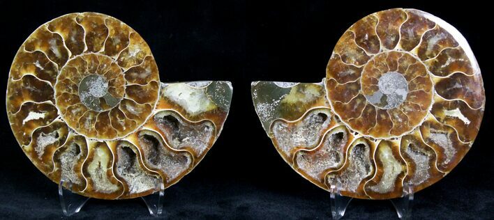 Polished Ammonite Pair - Million Years #22249